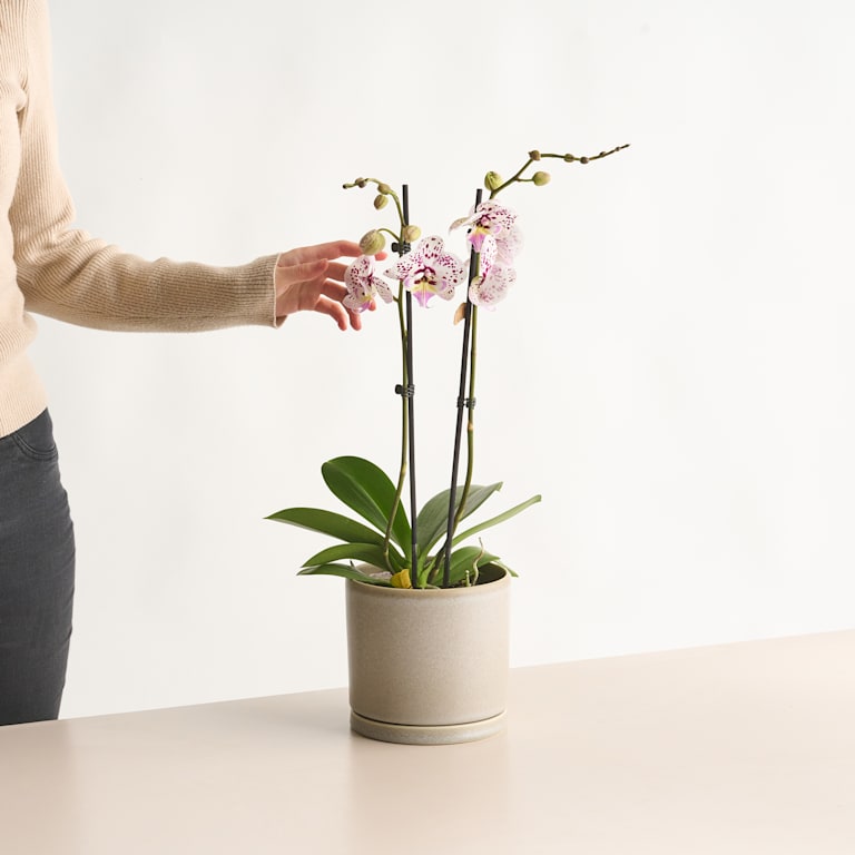 blume2000 Phalaenopsis 'Polka Dots'