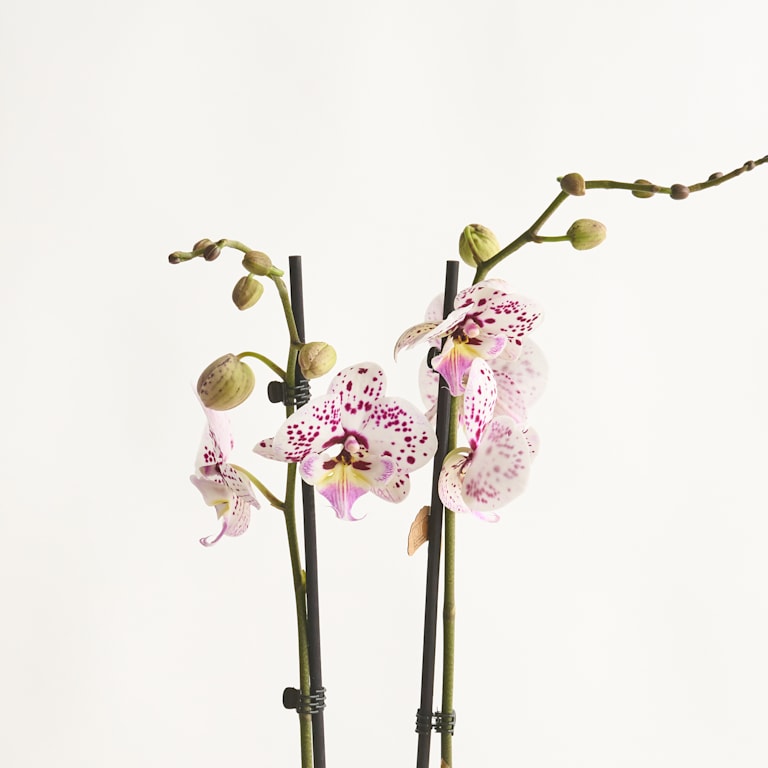 blume2000 Phalaenopsis 'Polka Dots' Bestseller