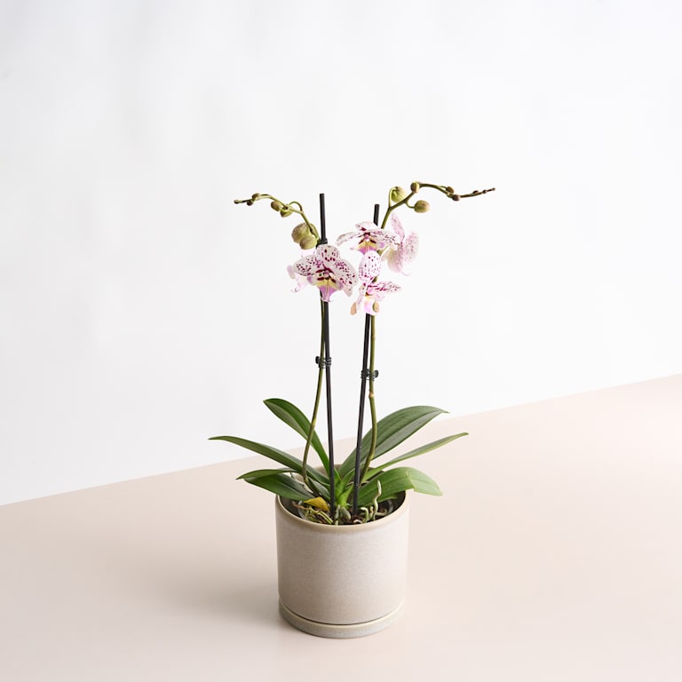 blume2000 Phalaenopsis 'Polka Dots' Bestseller