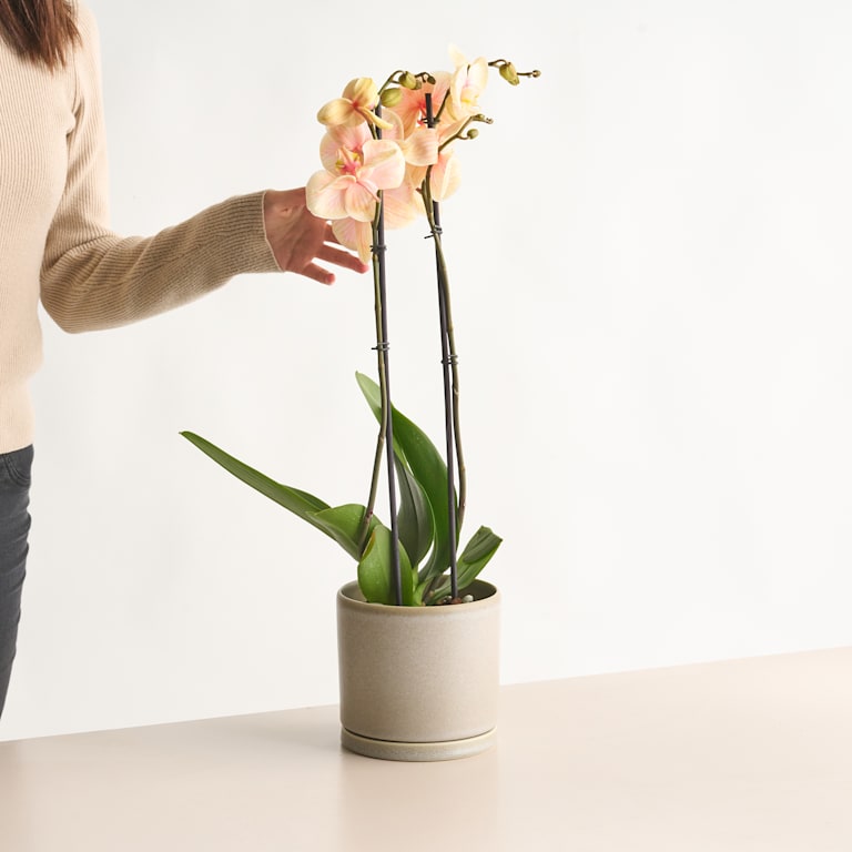 blume2000 Phalaenopsis 'I am Orange'