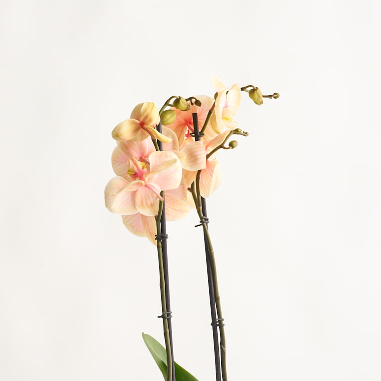 blume2000 Phalaenopsis 'I am Orange' Saisonale Angebote
