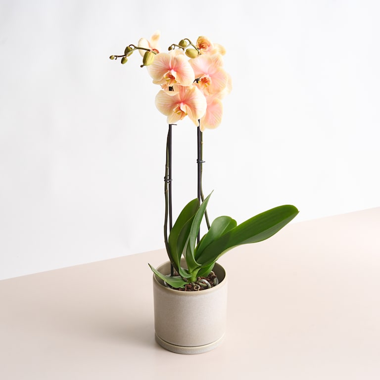 blume2000 Phalaenopsis 'I am Orange' Saisonale Angebote