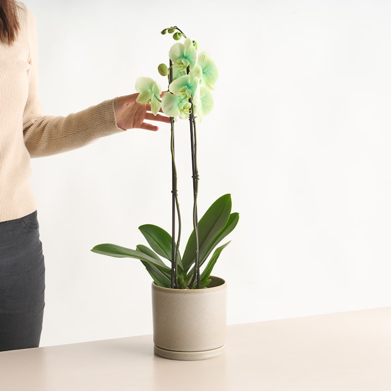 blume2000 Phalaenopsis 'I am Green'