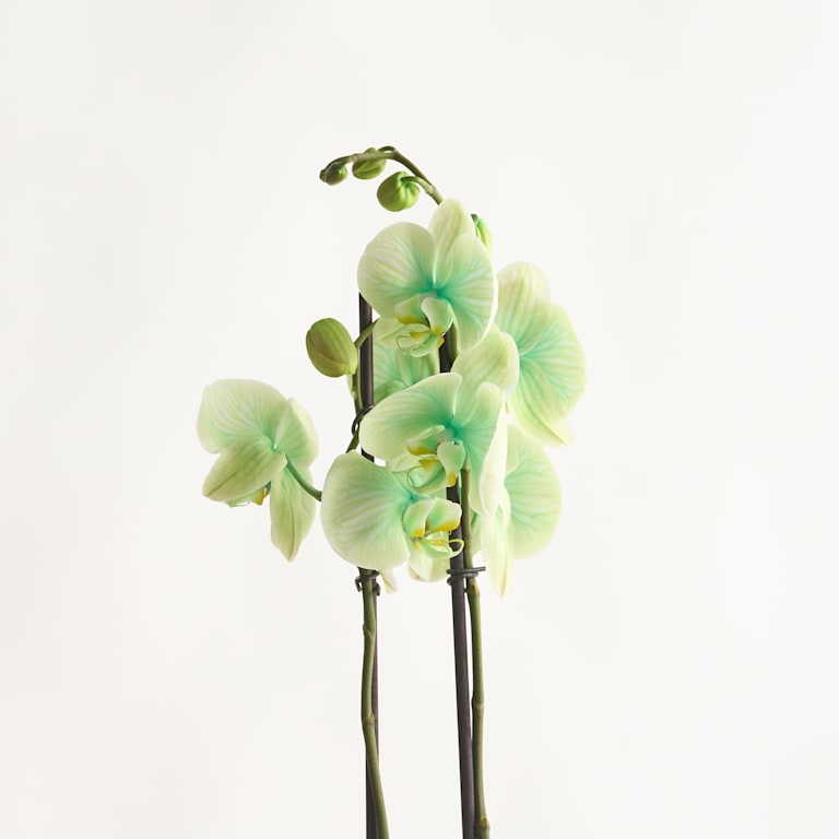 blume2000 Phalaenopsis 'I am Green' Räumungsverkauf