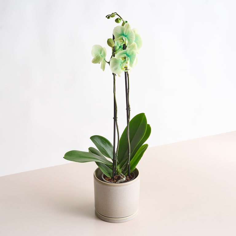 blume2000 Phalaenopsis 'I am Green' Räumungsverkauf