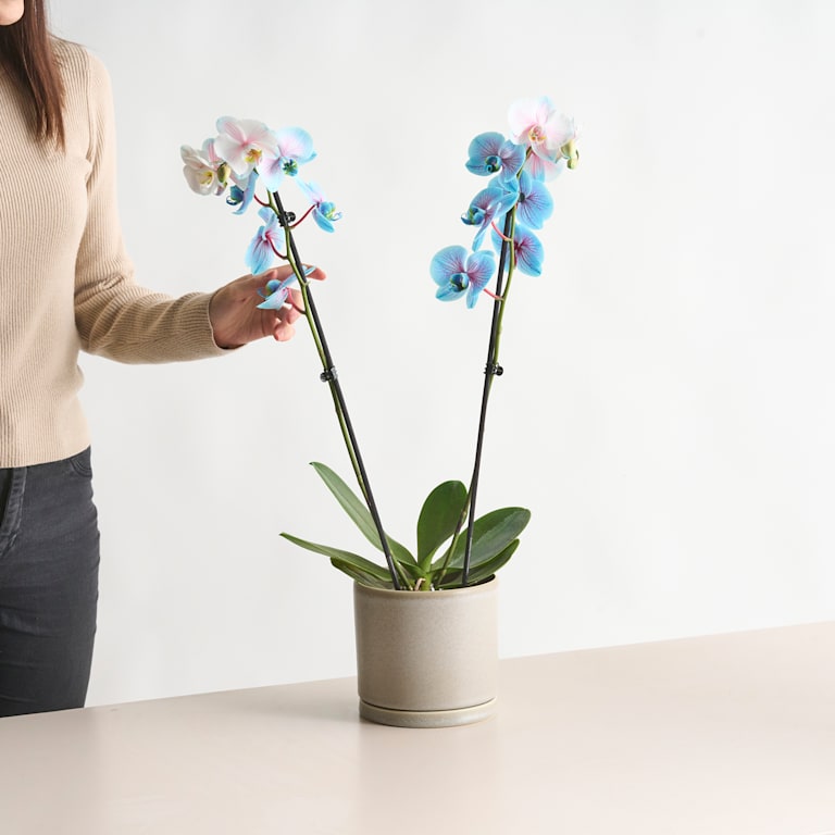 blume2000 Phalaenopsis 'I am Bubblegum' M