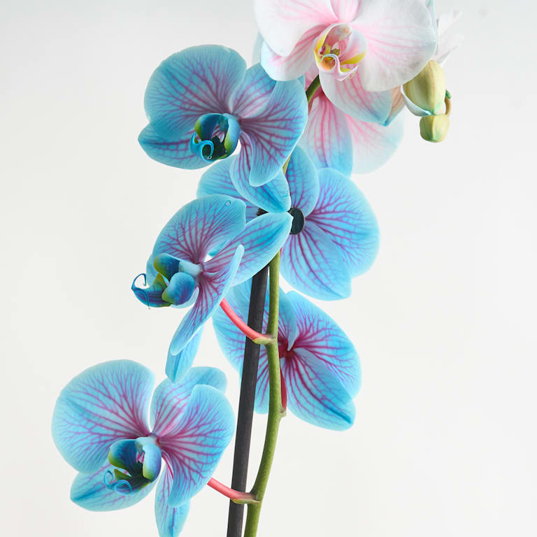 blume2000 Phalaenopsis 'I am Bubblegum' M Kauf eins, bekomm eins gratis