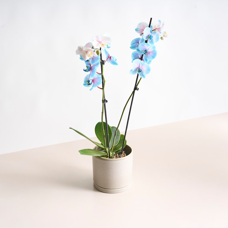 blume2000 Phalaenopsis 'I am Bubblegum' M Kauf eins, bekomm eins gratis