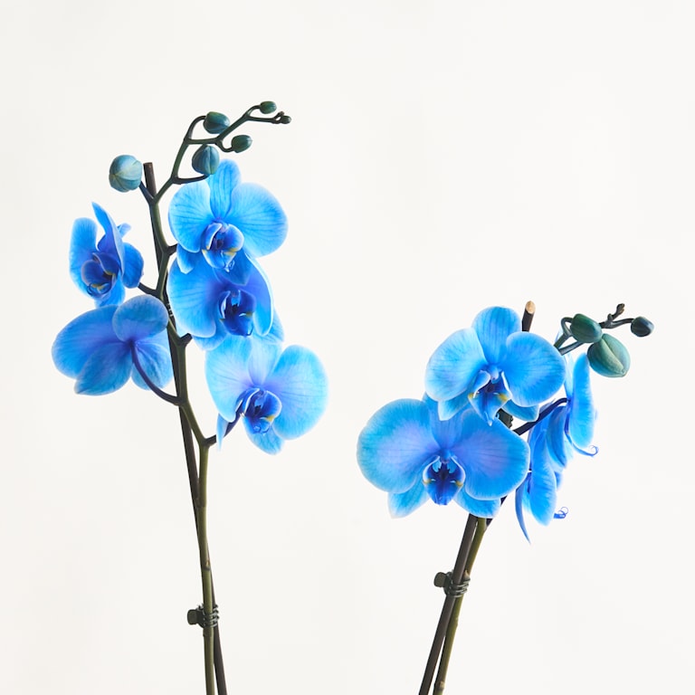 blume2000 Phalaenopsis 'I am Blue' M Tägliche Deals