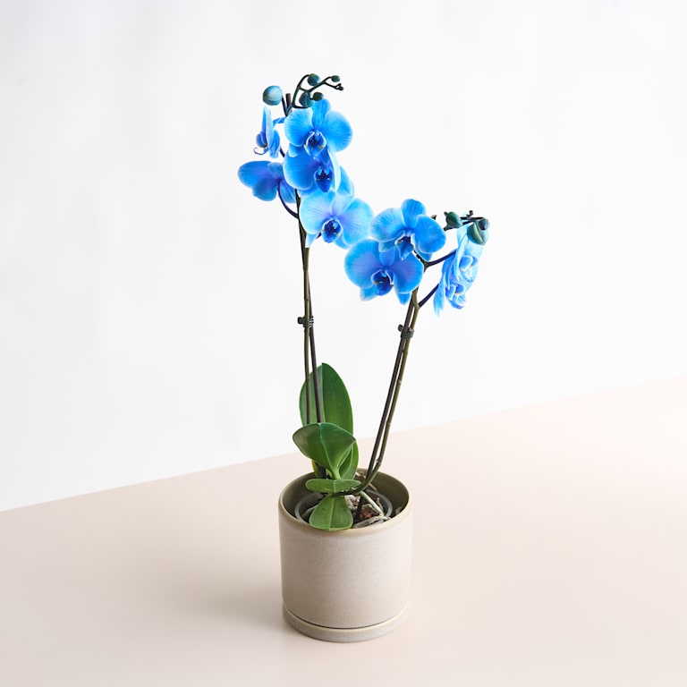 blume2000 Phalaenopsis 'I am Blue' M Tägliche Deals