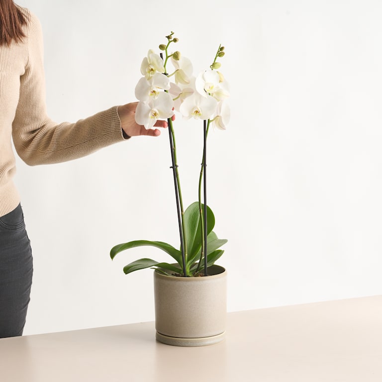 blume2000 Phalaenopsis Weiß M