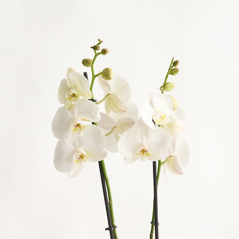blume2000 Phalaenopsis Weiß M Sonderangebote
