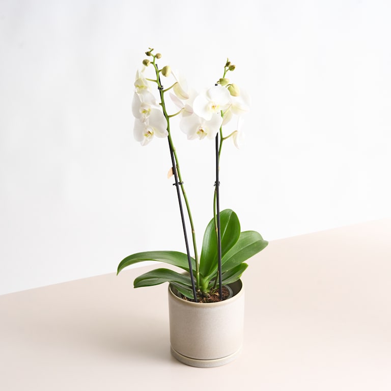 blume2000 Phalaenopsis Weiß M Sonderangebote