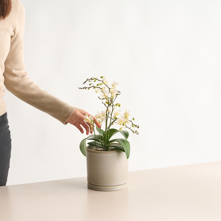 blume2000 Phalaenopsis Weiß