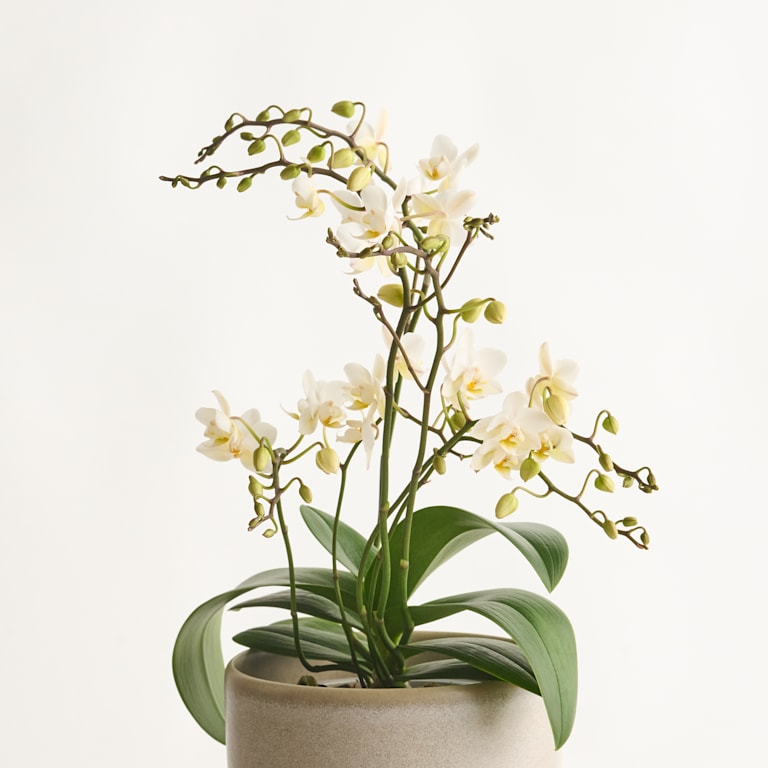 blume2000 Phalaenopsis Weiß Riesige Ersparnisse