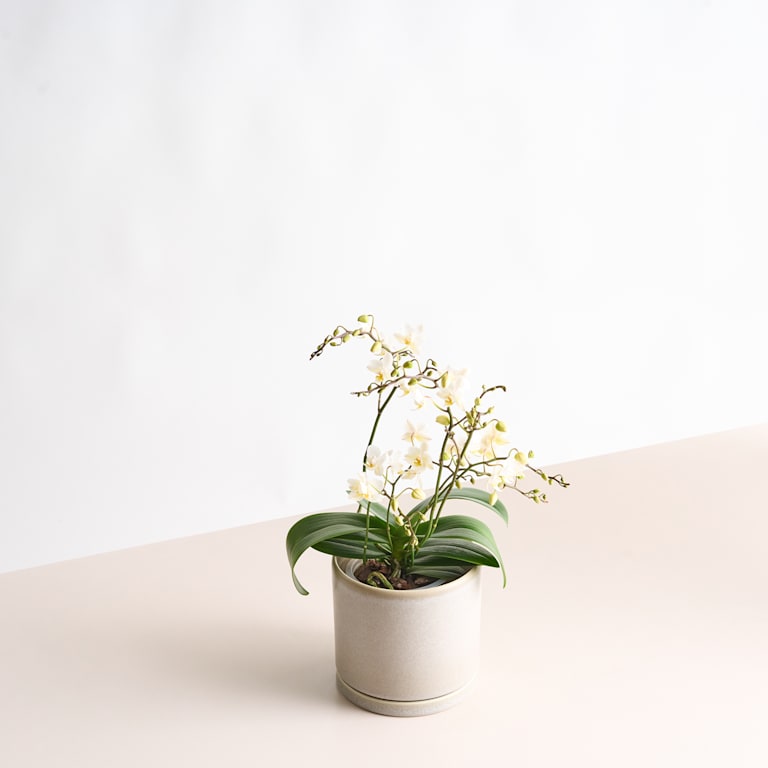 blume2000 Phalaenopsis Weiß Riesige Ersparnisse