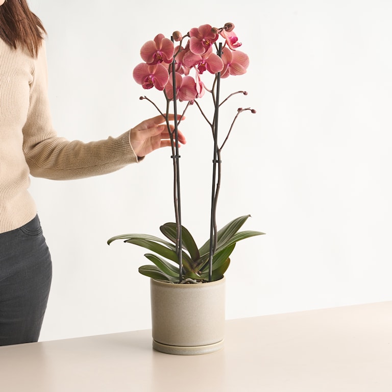 blume2000 Phalaenopsis Rot