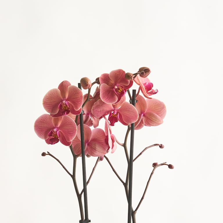blume2000 Phalaenopsis Rot VIP-Rabatte