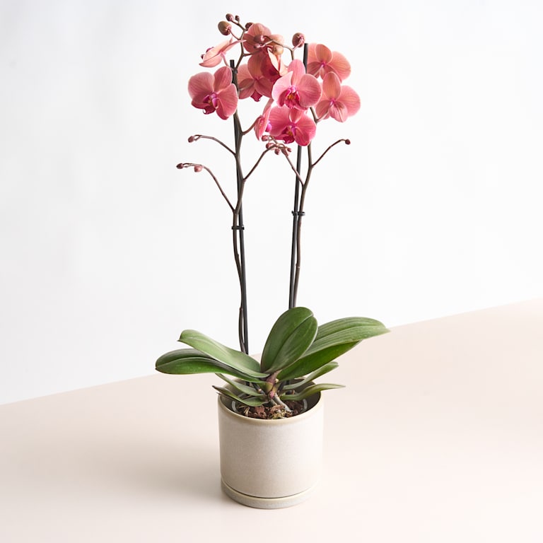 blume2000 Phalaenopsis Rot VIP-Rabatte