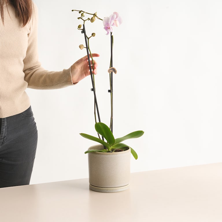 blume2000 Phalaenopsis Rosa
