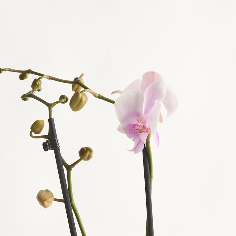 blume2000 Phalaenopsis Rosa Tiefpreis