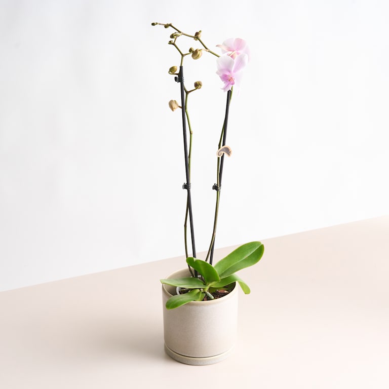 blume2000 Phalaenopsis Rosa Tiefpreis
