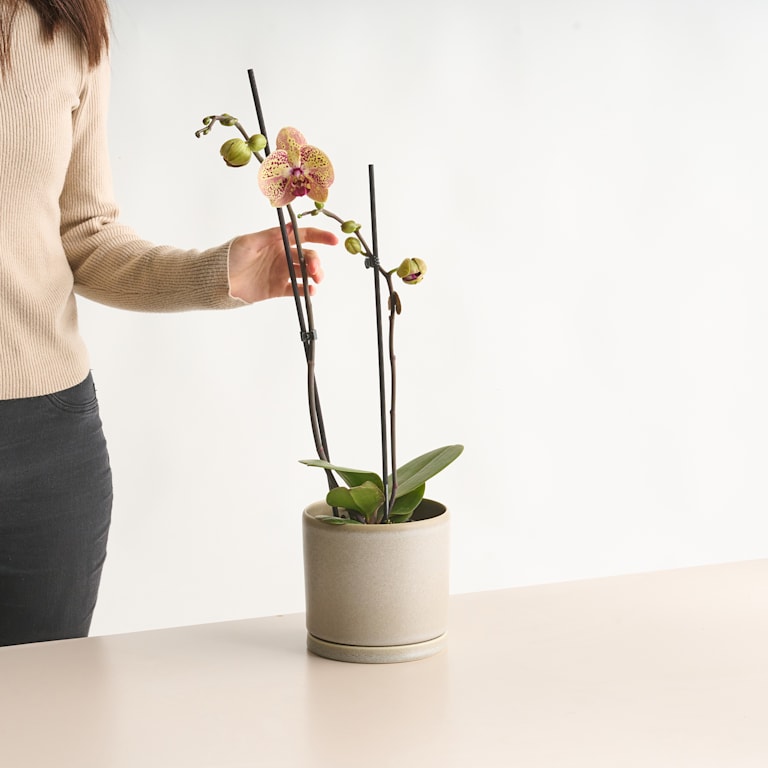 blume2000 Phalaenopsis Orange