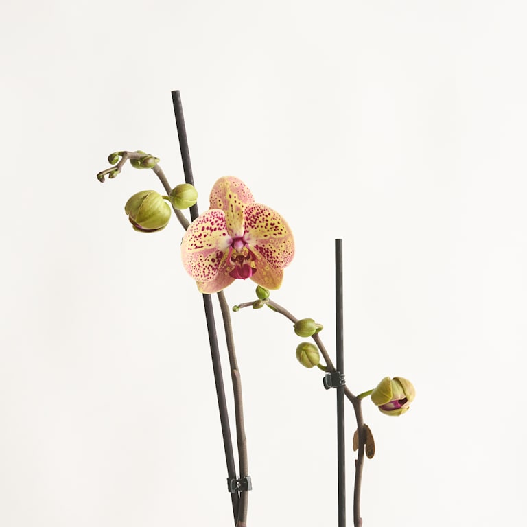 blume2000 Phalaenopsis Orange Super Sparpreis