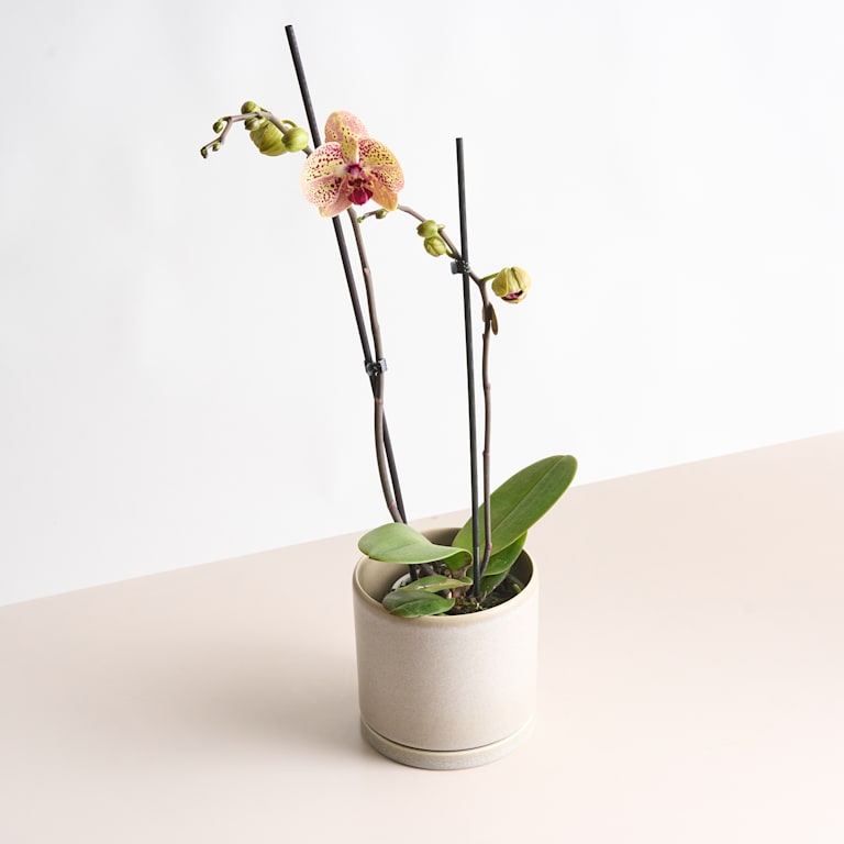 blume2000 Phalaenopsis Orange Super Sparpreis