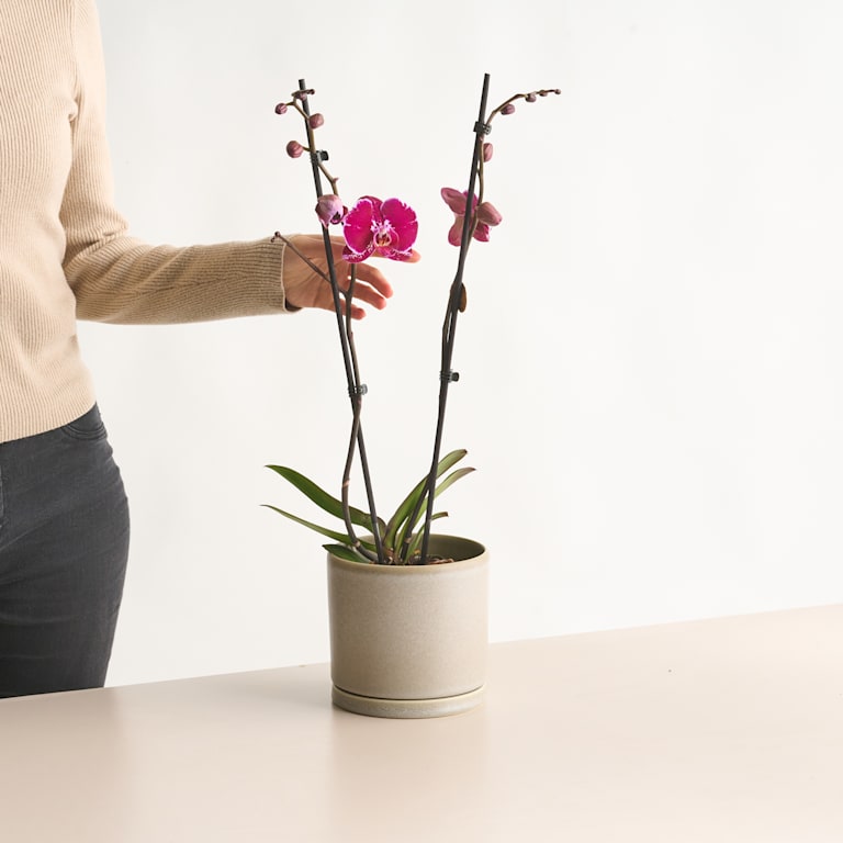 blume2000 Phalaenopsis Lila