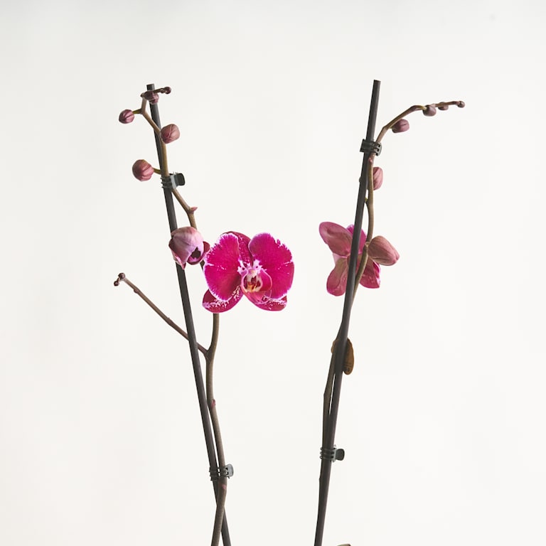 blume2000 Phalaenopsis Lila Wochenangebot