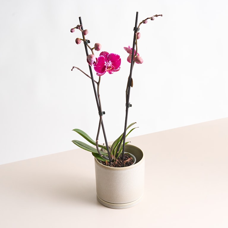 blume2000 Phalaenopsis Lila Wochenangebot