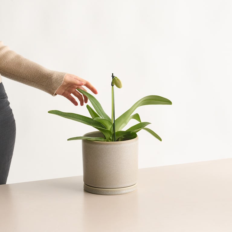 blume2000 Frauenschuh Weiß/Grün