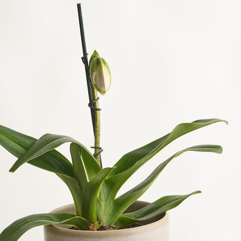 blume2000 Frauenschuh Bunt Begrenzte Freigabe
