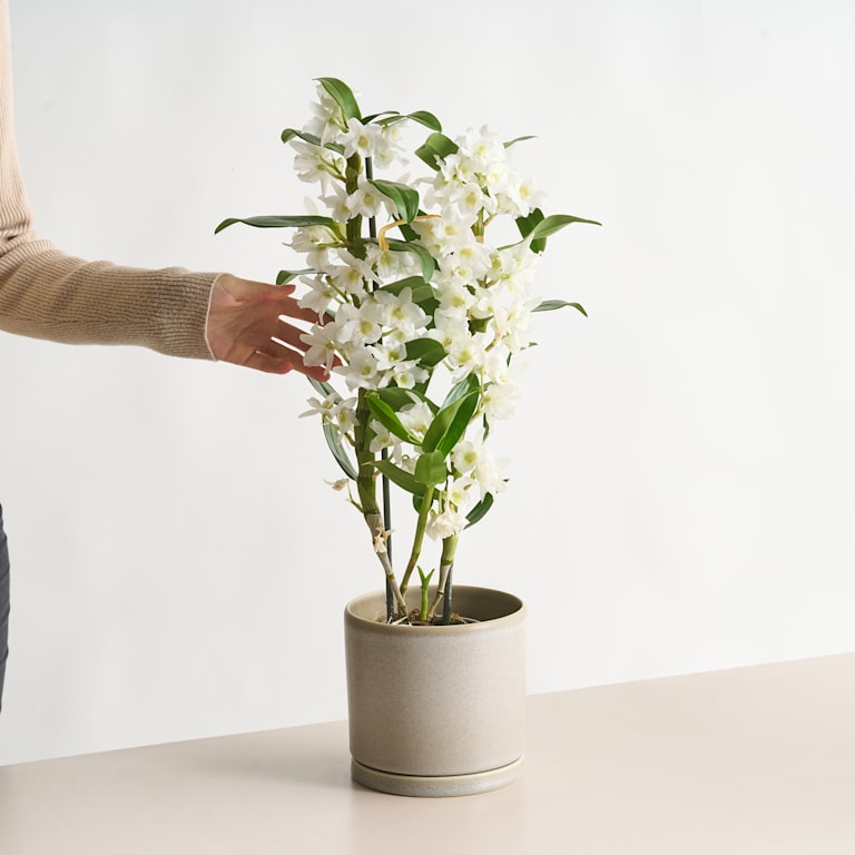 blume2000 Dendrobium-Orchidee 'Apollon'