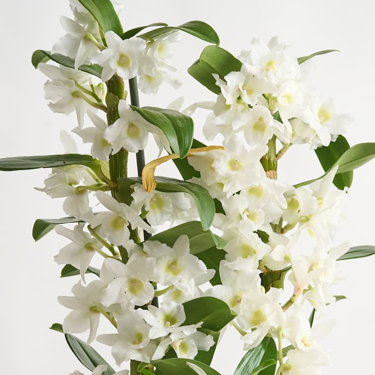 blume2000 Dendrobium-Orchidee 'Apollon' Letzte 3 Tage
