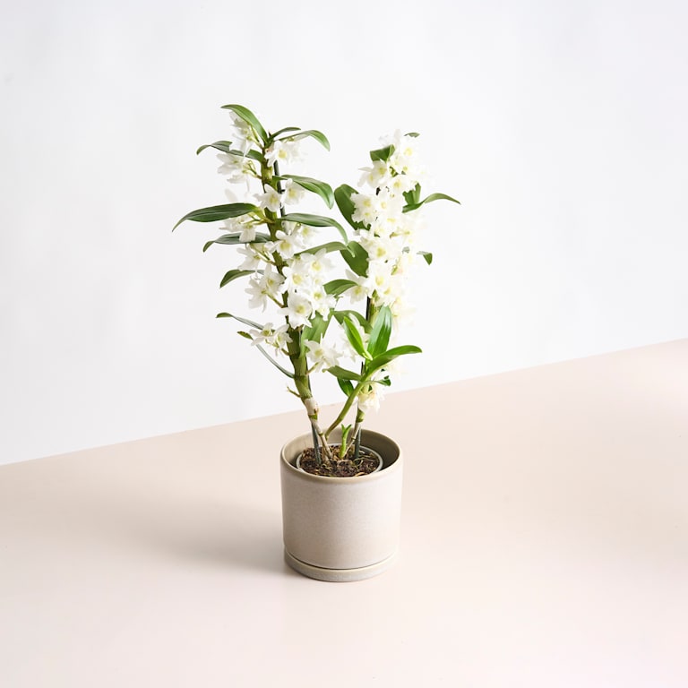 blume2000 Dendrobium-Orchidee 'Apollon' Letzte 3 Tage