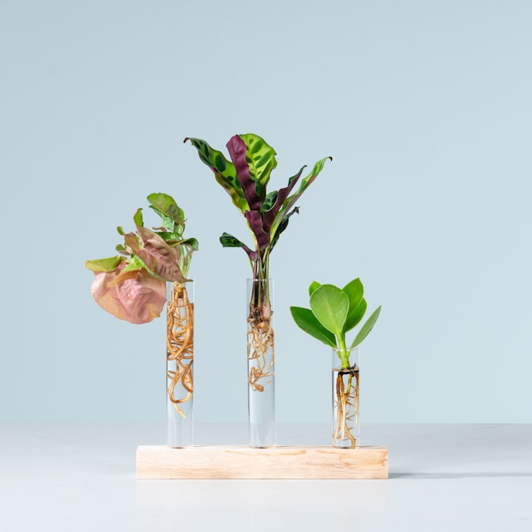 blume2000 Waterplant Reagenzgläser-Set Bis zu 50% Rabatt