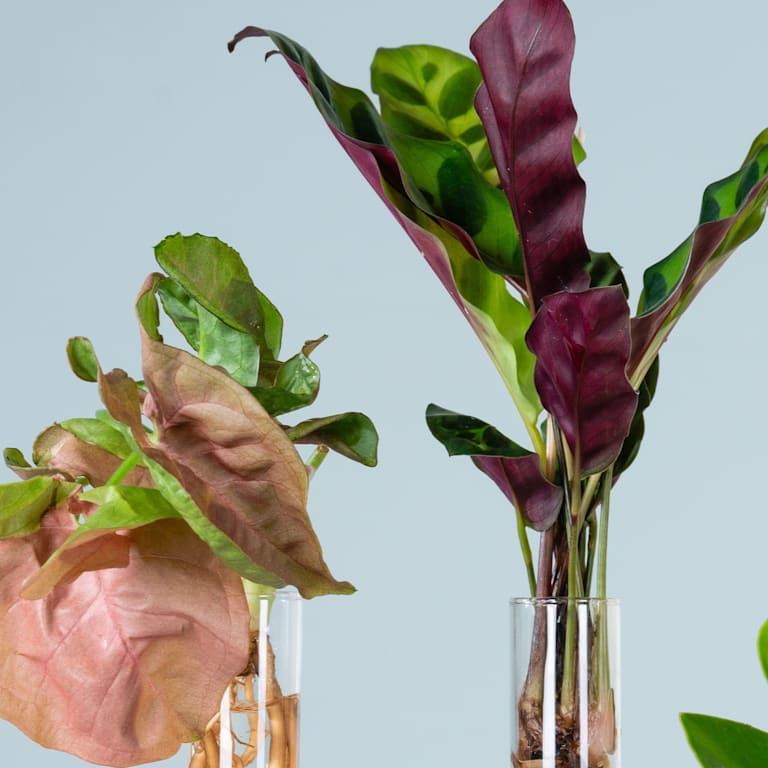 blume2000 Waterplant Reagenzgläser-Set Bis zu 50% Rabatt