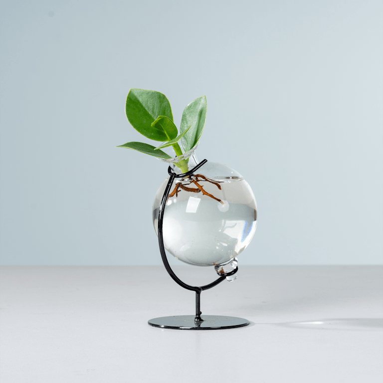 blume2000 Waterplant Balsamapfel 'Rosea' im Victoriaglas Bis zu 60% Rabatt
