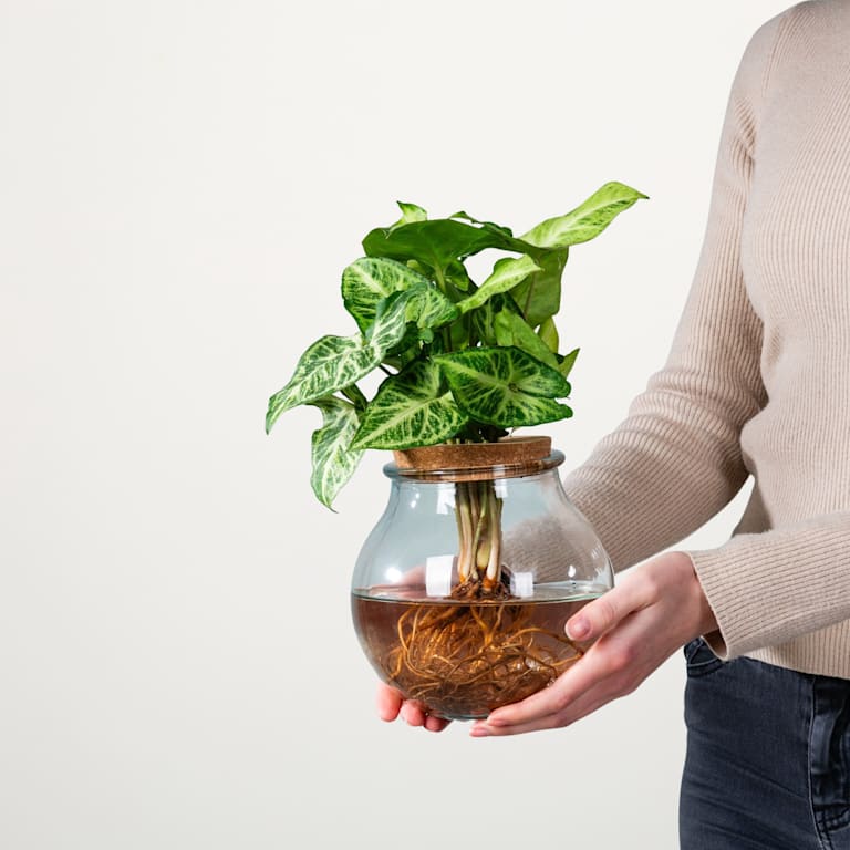 blume2000 Waterplant Syngonium 'Pixi' im Glas