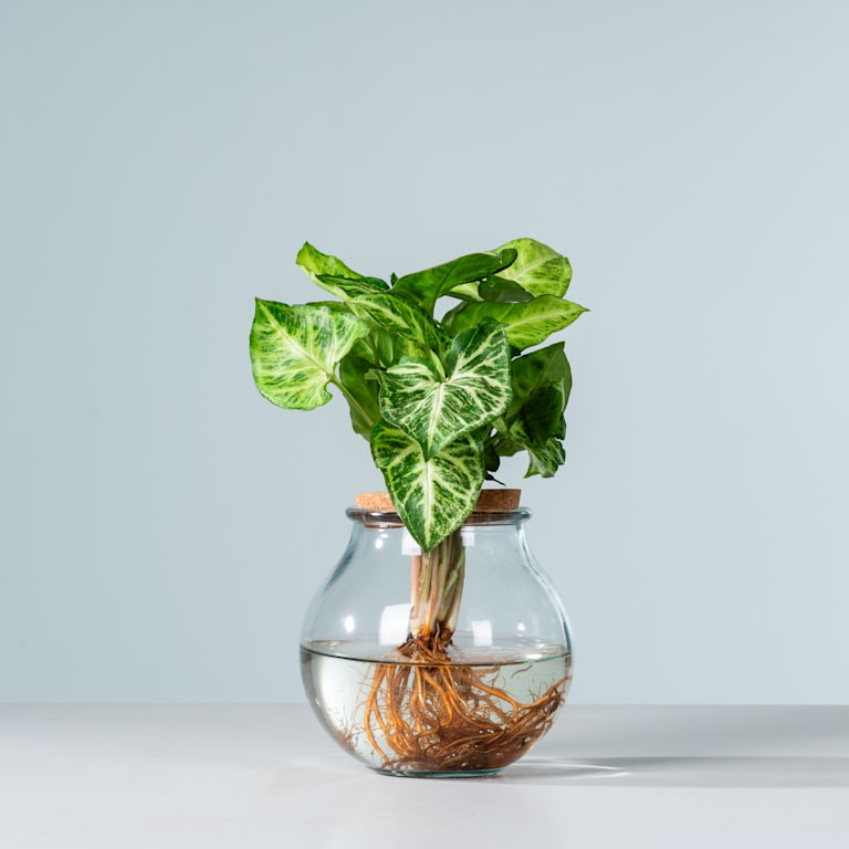 blume2000 Waterplant Syngonium 'Pixi' im Glas Bis zu 65% Rabatt