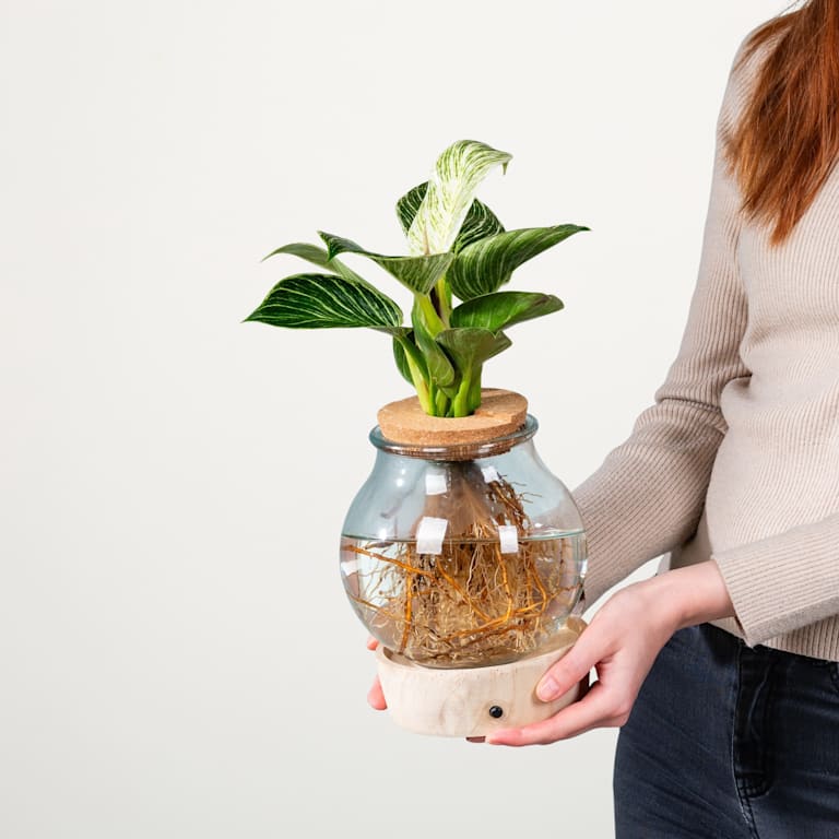 blume2000 Waterplant Philodendron 'White Wave' im Glas mit LED