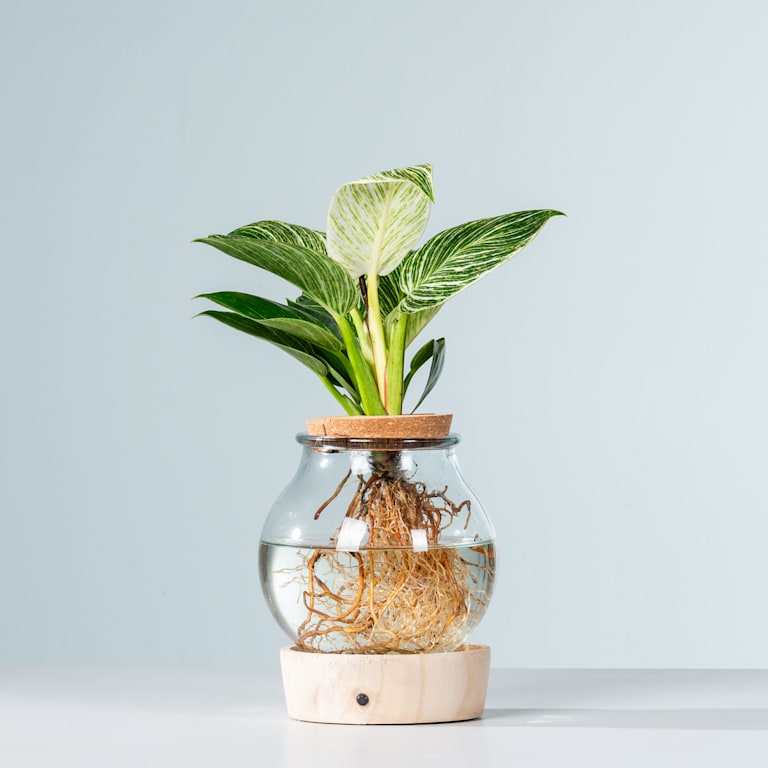 blume2000 Waterplant Philodendron 'White Wave' im Glas mit LED Nur für heute