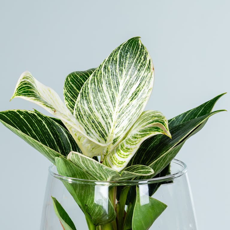blume2000 Waterplant Philodendron 'White Wave' im Glas Sonderangebot der Fabrik