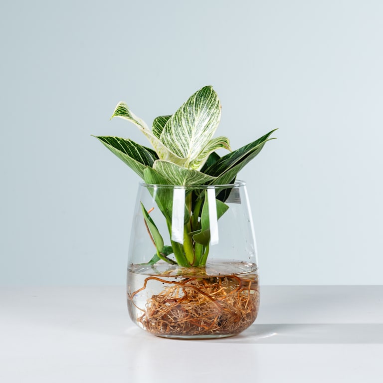 blume2000 Waterplant Philodendron 'White Wave' im Glas Sonderangebot der Fabrik