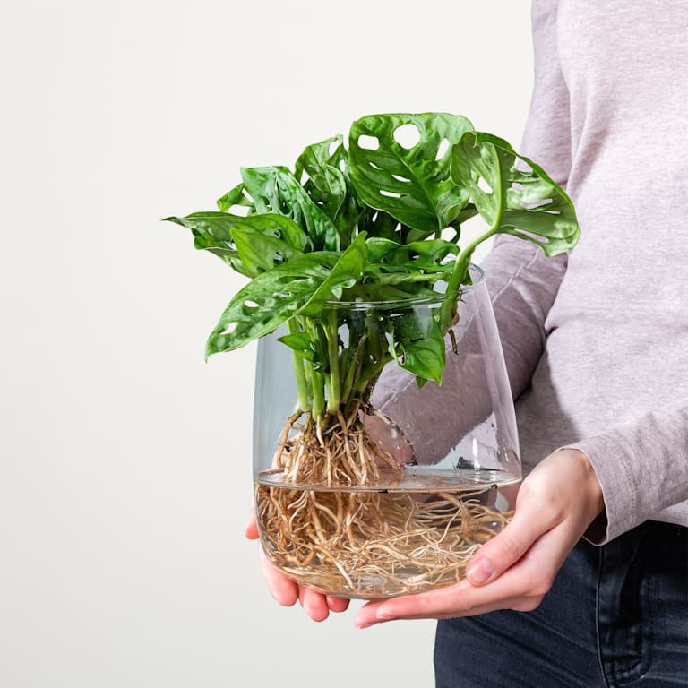 blume2000 Waterplant Monstera 'Adansonii' im Glas