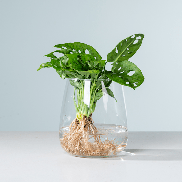 blume2000 Waterplant Monstera 'Adansonii' im Glas Vierteljährliche Förderung