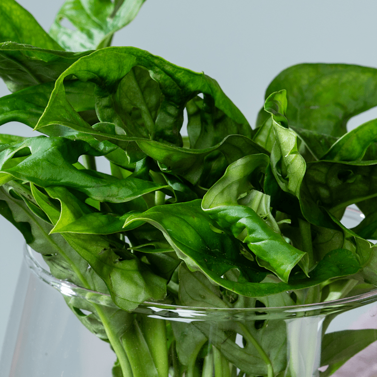 blume2000 Waterplant Monstera 'Adansonii' im Glas Vierteljährliche Förderung