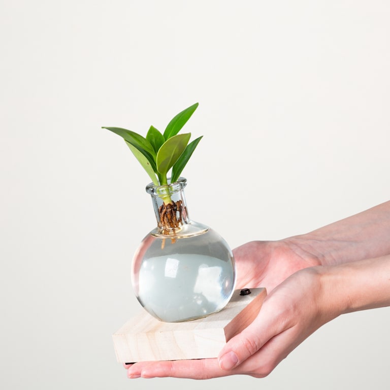 blume2000 Waterplant Balsamapfel 'Rosea' im Samoaglas mit LED